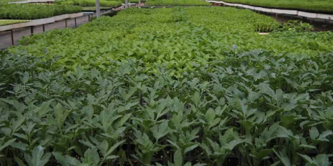 40 metrekarede başlayıp 4.000 metrekareye çıkardılar! Emeklilerin hobisi gelir kapıları oldu 3